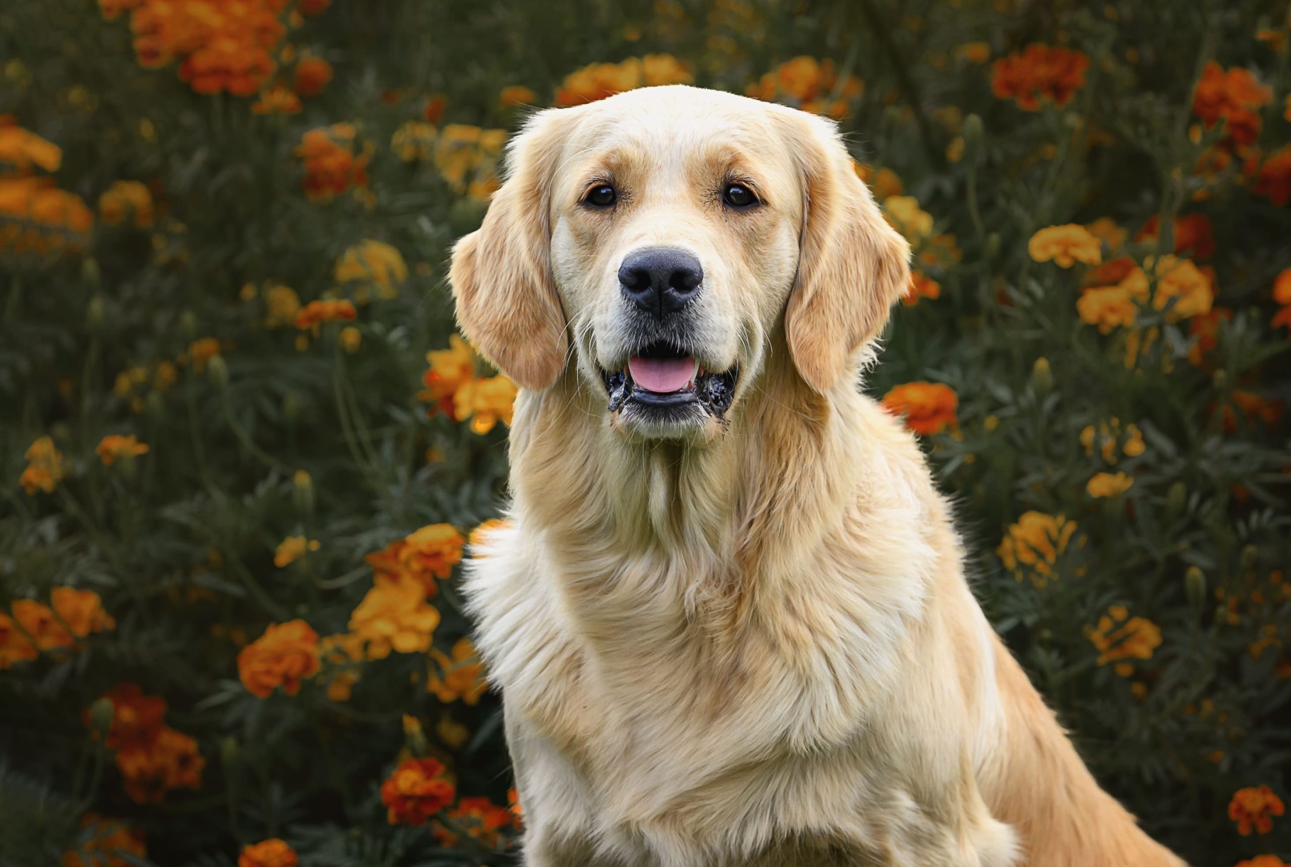 Come curare il pelo del Golden Retriever 1 beautiful dog golden retriever labrador 2026 03 25 09 55 20 utc 1 scaled