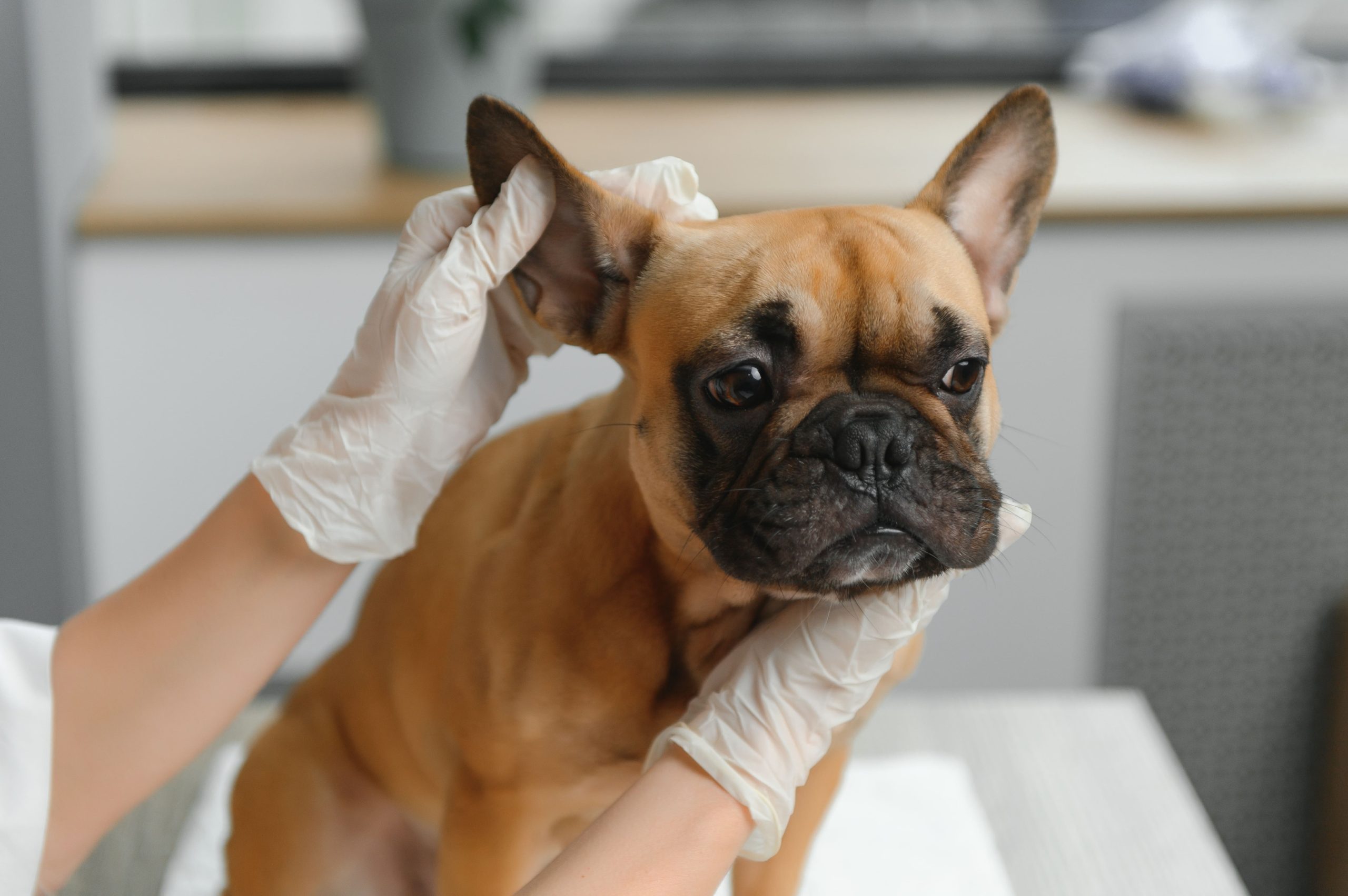 close up of french bulldog dog and veterinarian do 2026 03 24 00 33 03 utc 1 scaled