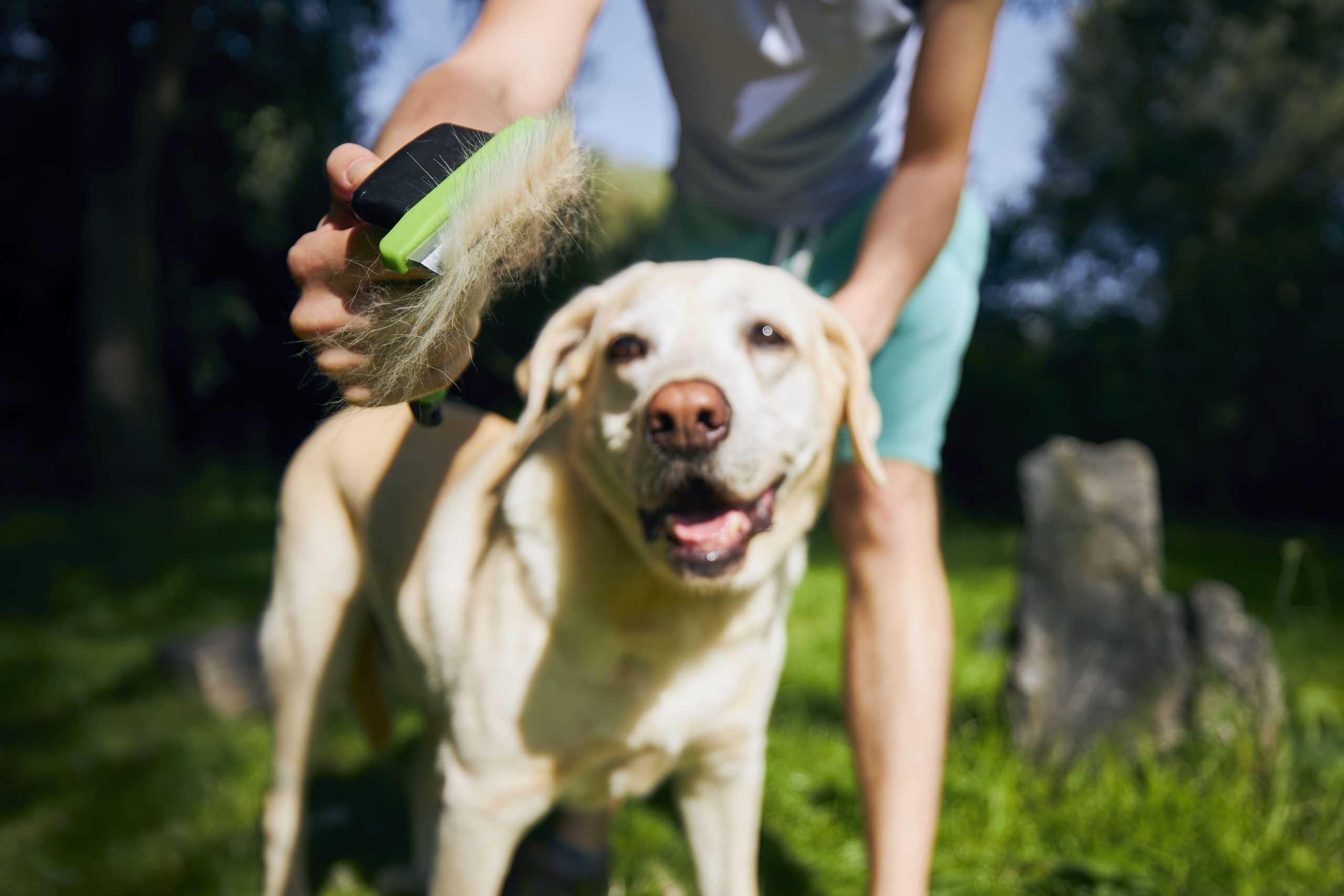 Come proteggere il cane dal caldo in estate 1 pet owner is brushing fur of his dog 2026 01 08 01 32 33 utc 1 scaled