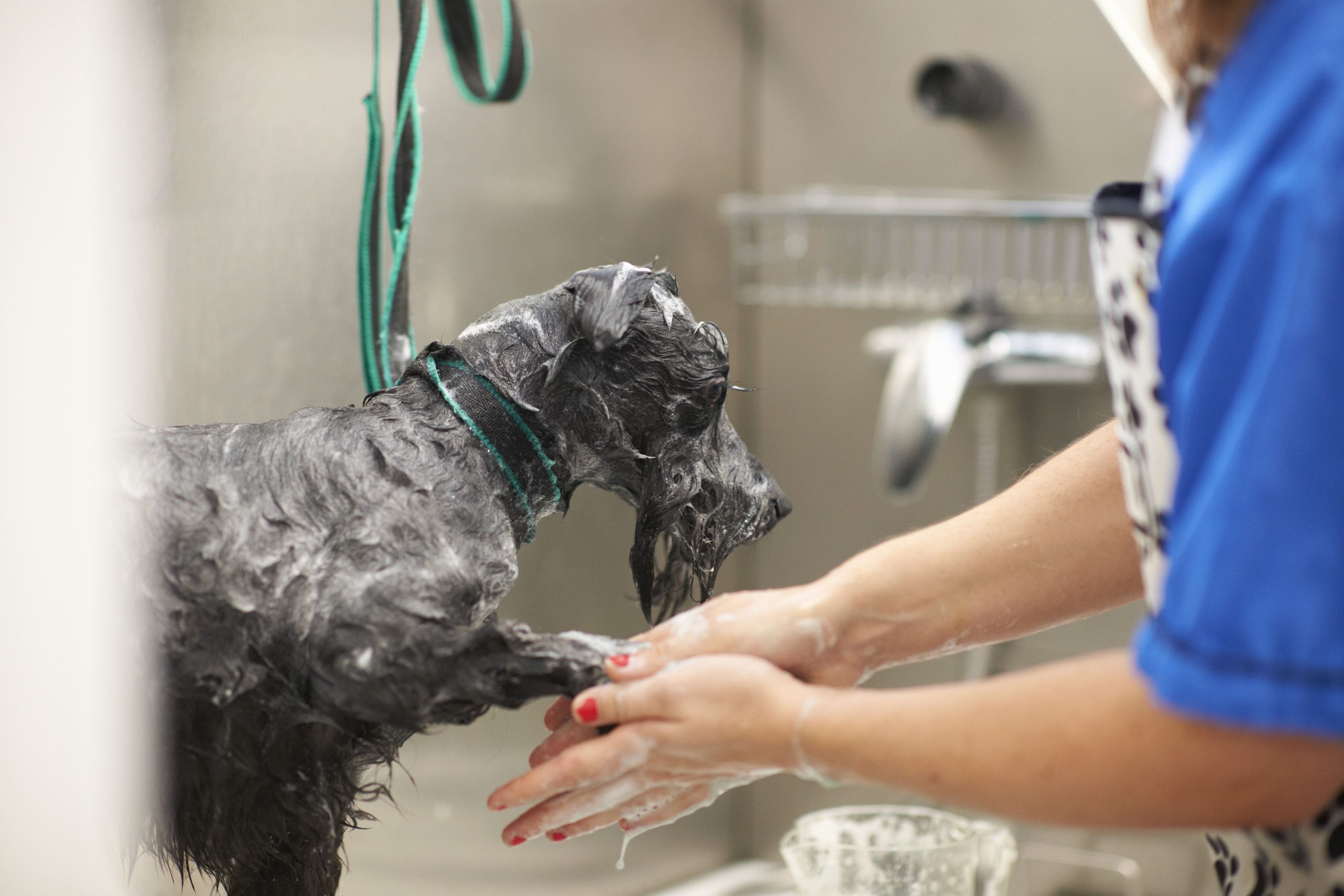 Ogni quanto lavare un cane in base alla razza 1 woman washing dog in pet salon 2026 03 25 06 53 53 utc 1 scaled